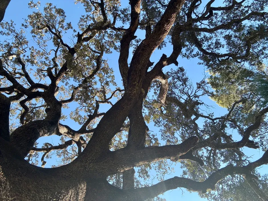 arbre centenaire dans la nature