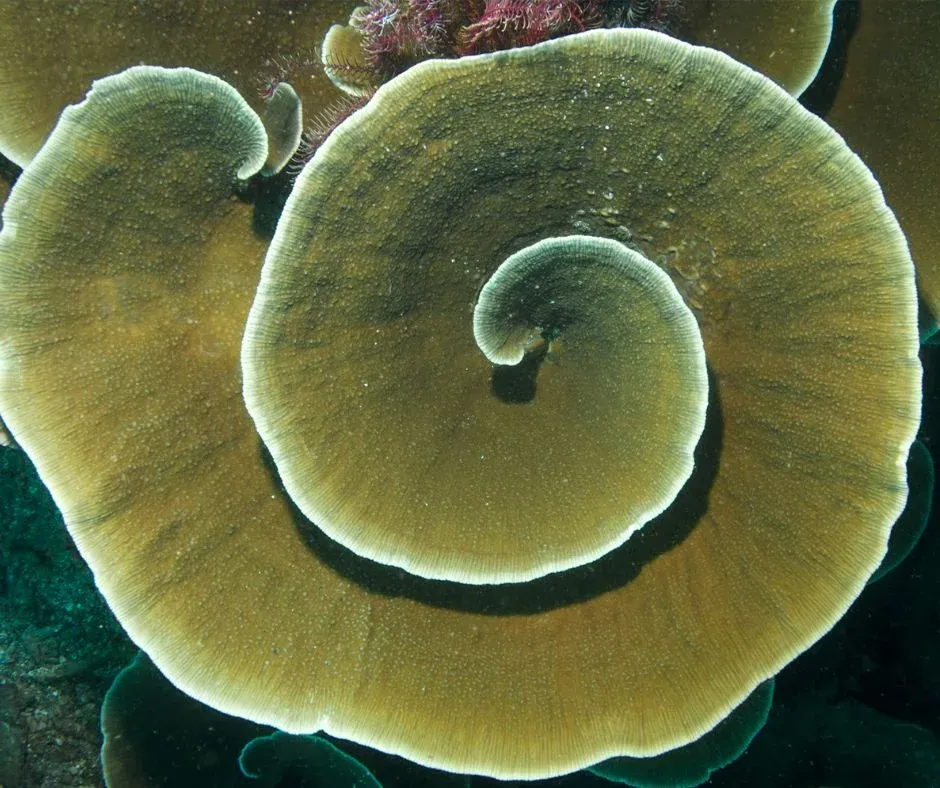 champignon en spirale